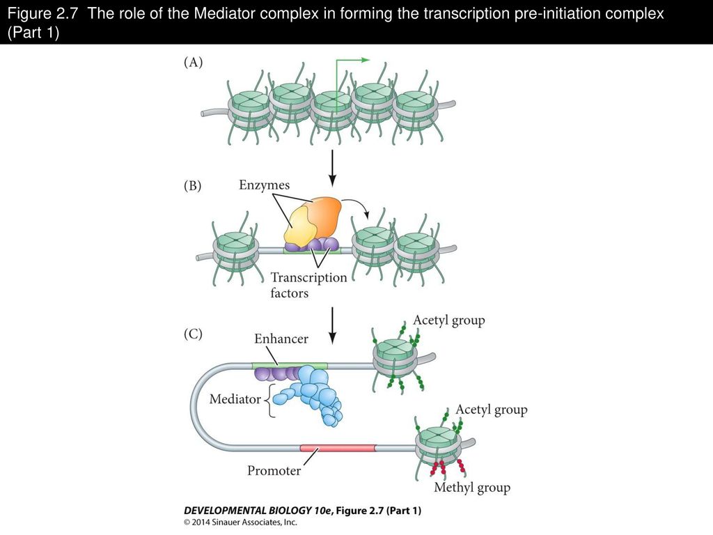 Figure 2.7 The role of the Mediator complex in forming the transcription pre-initiation complex (Part 1)