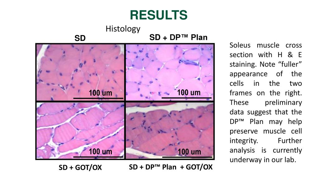 RESULTS Histology 100 um SD + DP™ Plan SD