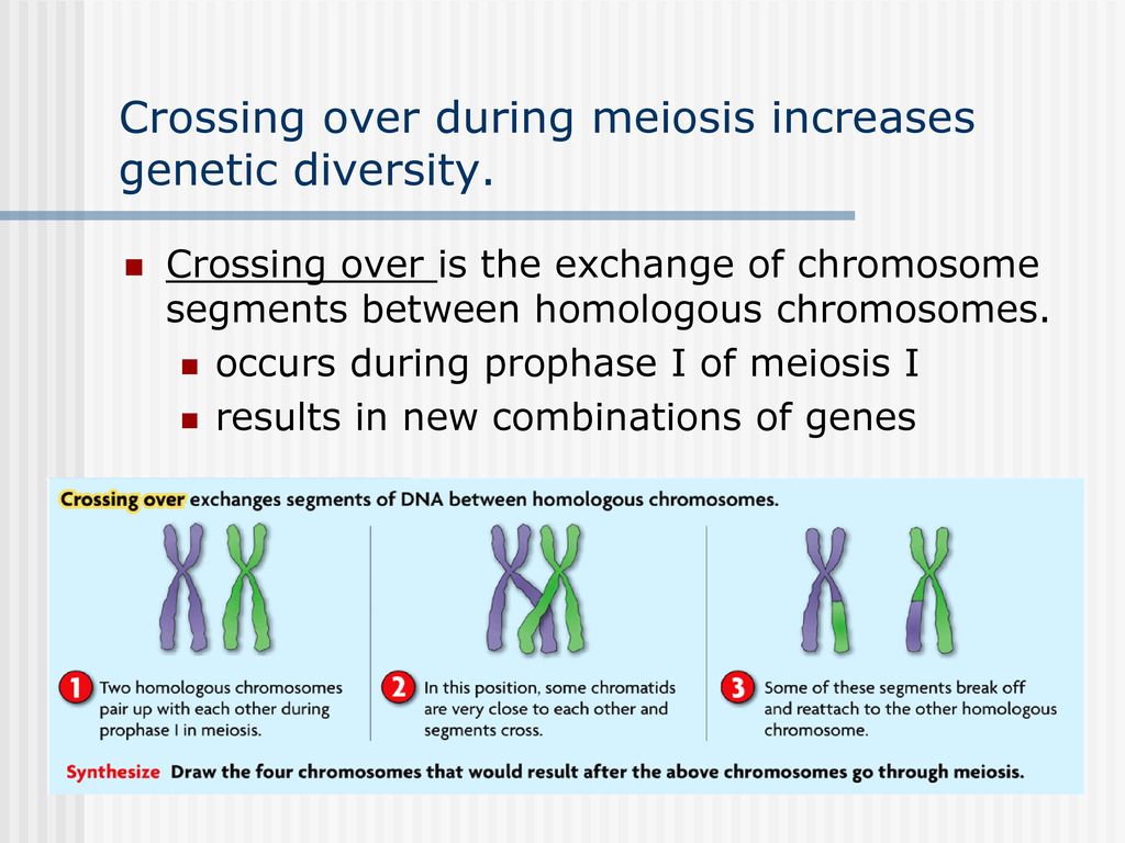 Meiosis Mendels Genetics Biology Diagrams