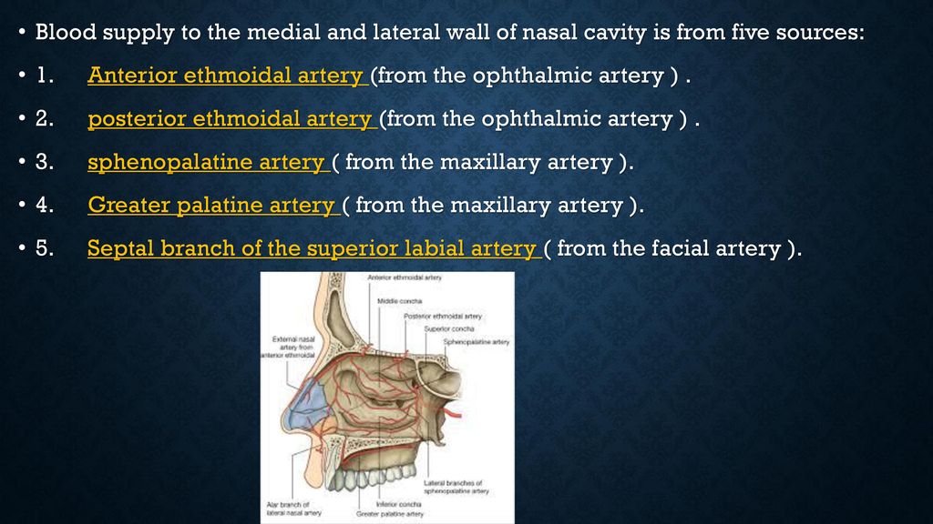 Human Anatomy Nasal cavity - ppt download