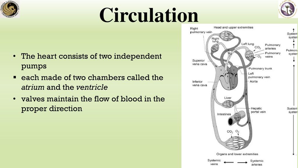 Circulation The heart consists of two independent pumps
