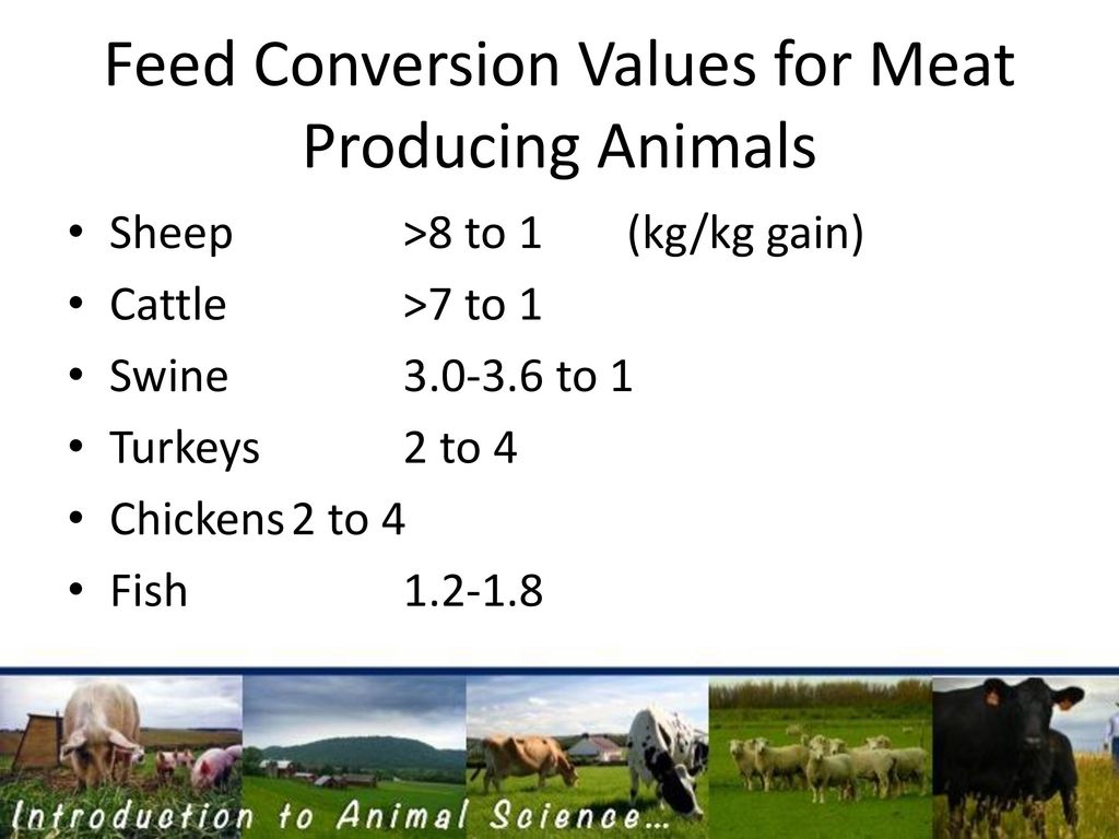 Introduction to ANIMAL SCIENCE - ppt download Introduction to ANIMAL SCIENCE - ppt download