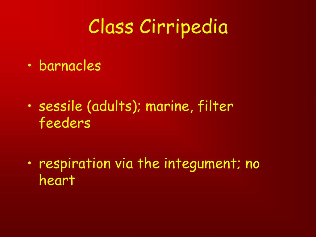 Sub-phylum Crustacea crabs, lobsters, shrimps, crayfish, barnacles