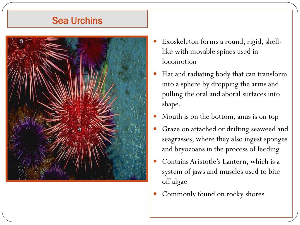 Invertebrates Marine Animals Without a Backbone ppt download