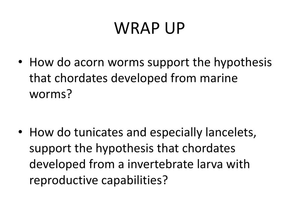 WRAP UP How do acorn worms support the hypothesis that chordates developed from marine worms