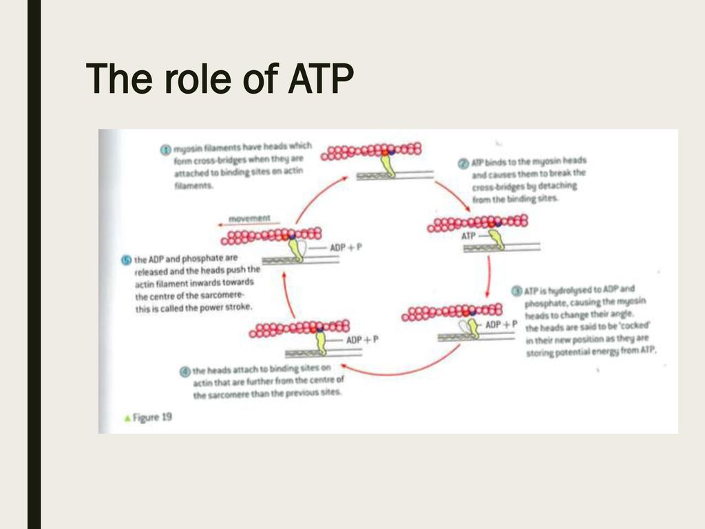 Crash course video ppt download