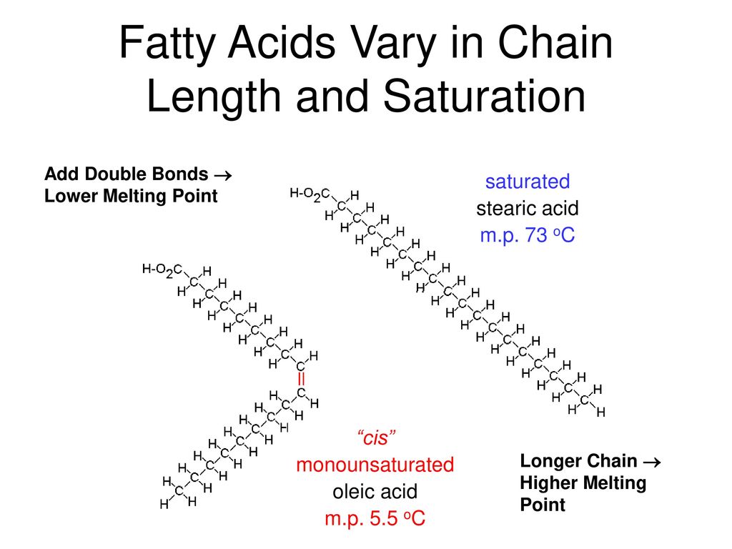 Fatty Acids Vary in Chain Length and Saturation.