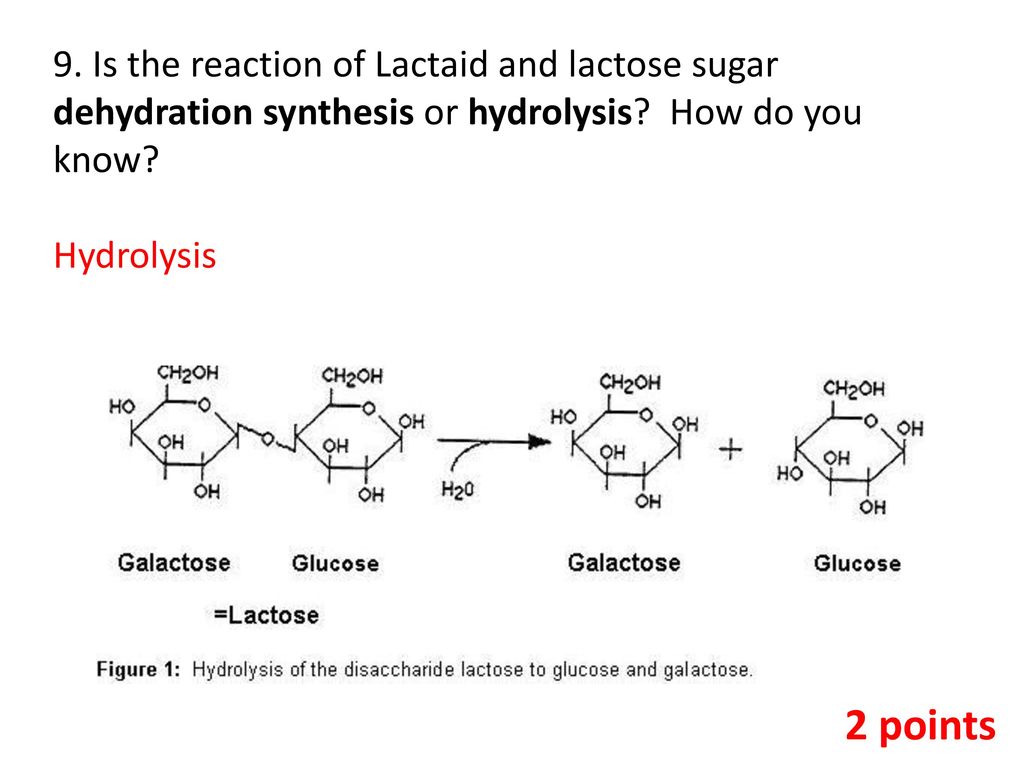 Lab: A Study of Lactose Intolerance - ppt download