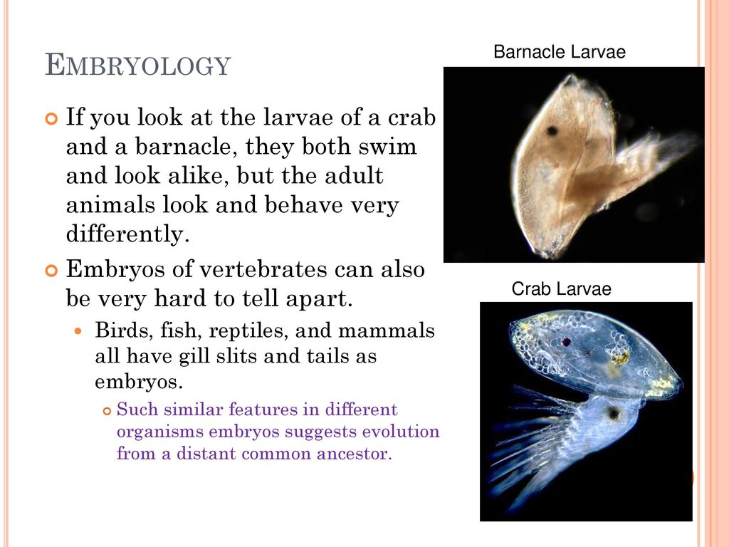 Natural Selection. - ppt download