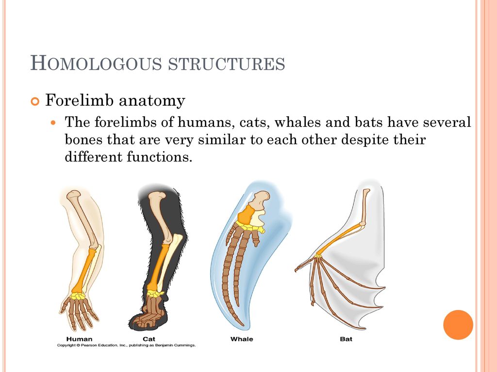 Natural Selection. - ppt download