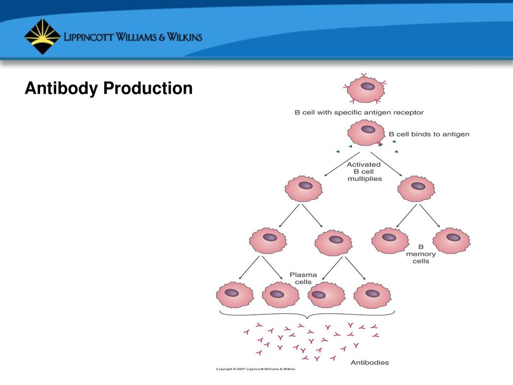Microbiology Microbial Ecology & The Immune system (Class 3) Biology Diagrams