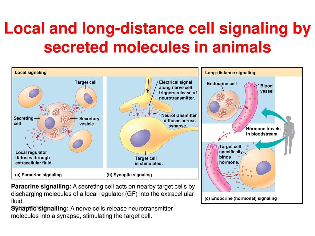 SoS, Dept. of Biology, Lautoka Campus Topic 8: Cell Communication - ppt  download