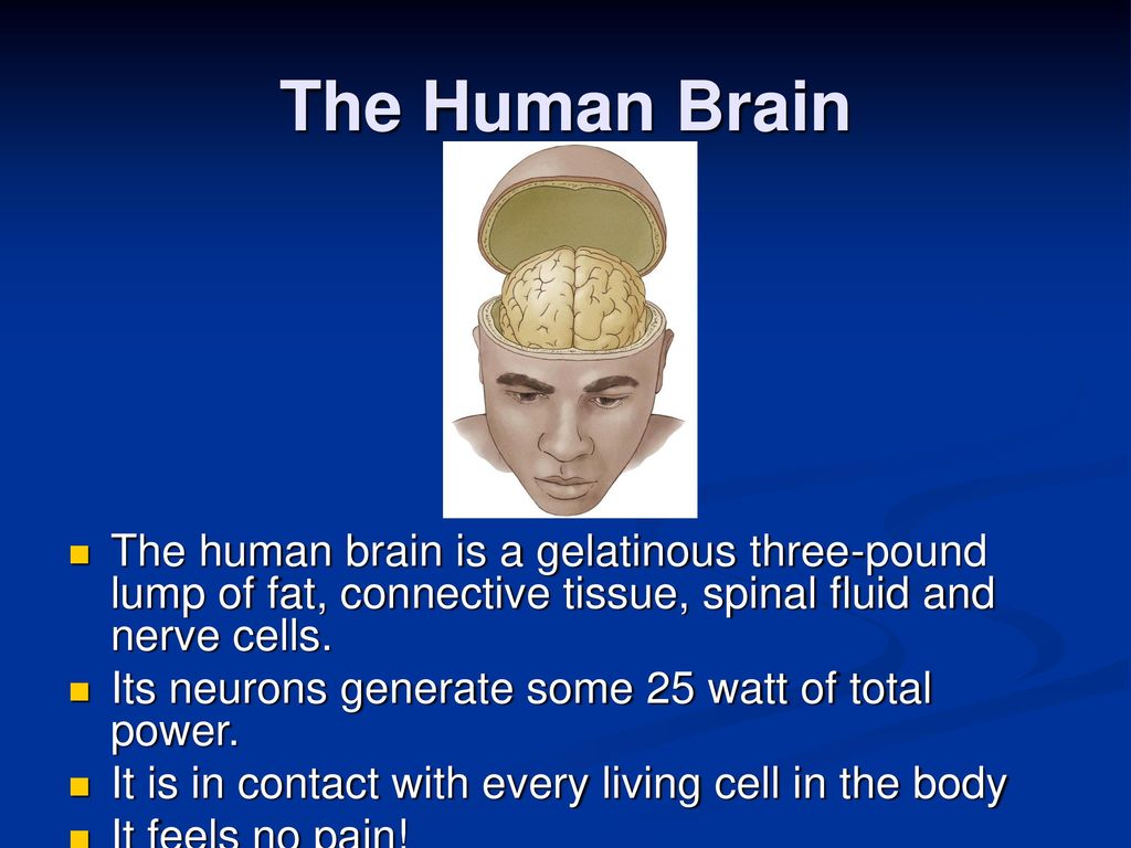The Human Brain Ppt Download the-human-brain-ppt-download