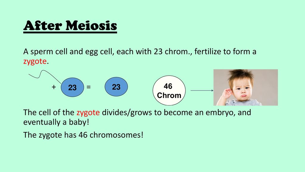 After Meiosis