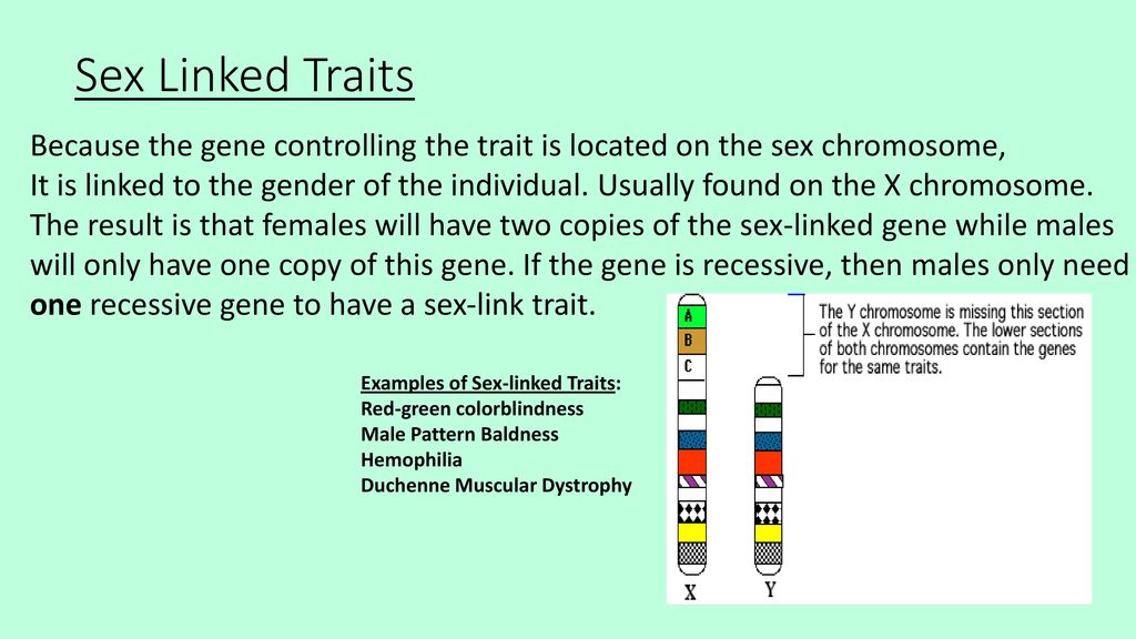 Sex Linked Traits Because the gene controlling the trait is located on the sex chromosome,