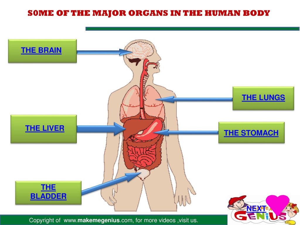 Human organs. Презентация the Human body. Органы человека. Презентация внутренние органы на английском. Internal Organs of the Human body.