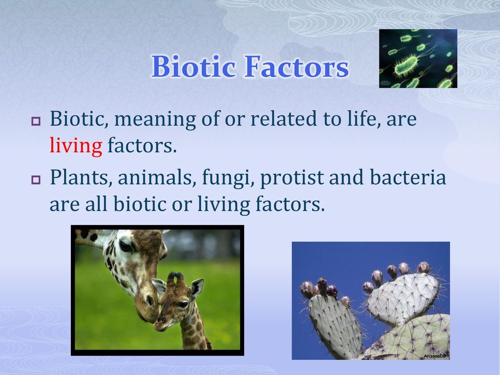 Biotic and Abiotic Factors - ppt download