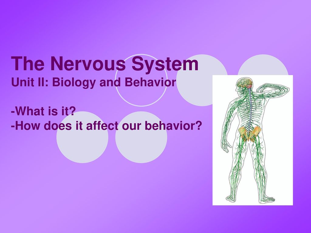 The Nervous System Unit II: Biology and Behavior What is it ppt download