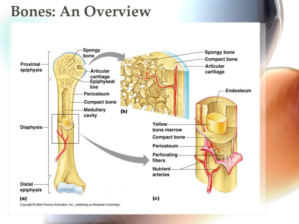 Long bone. Long Bone анатомия. Эндост кости. Строение кости эндост. Периост и эндост.