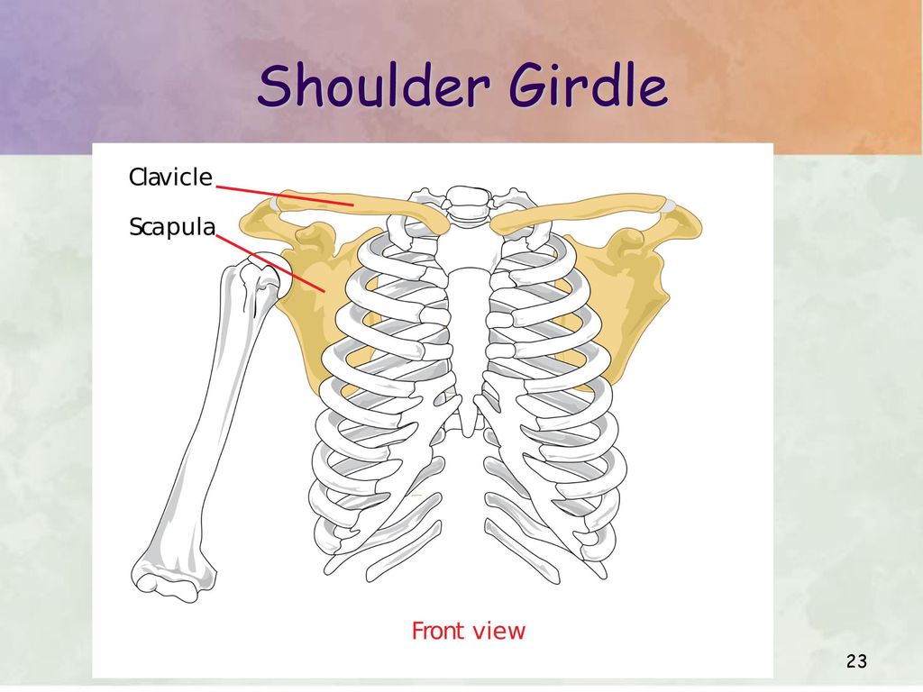 Chapter 6 SKELETAL SYSTEM. Biology Diagrams