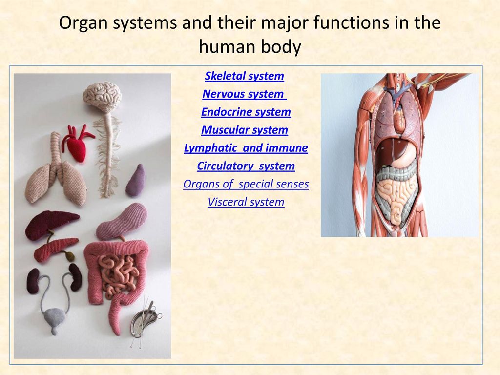 Organ systems and their major functions in the human body Biology Diagrams