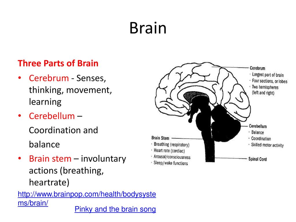 Песни brain