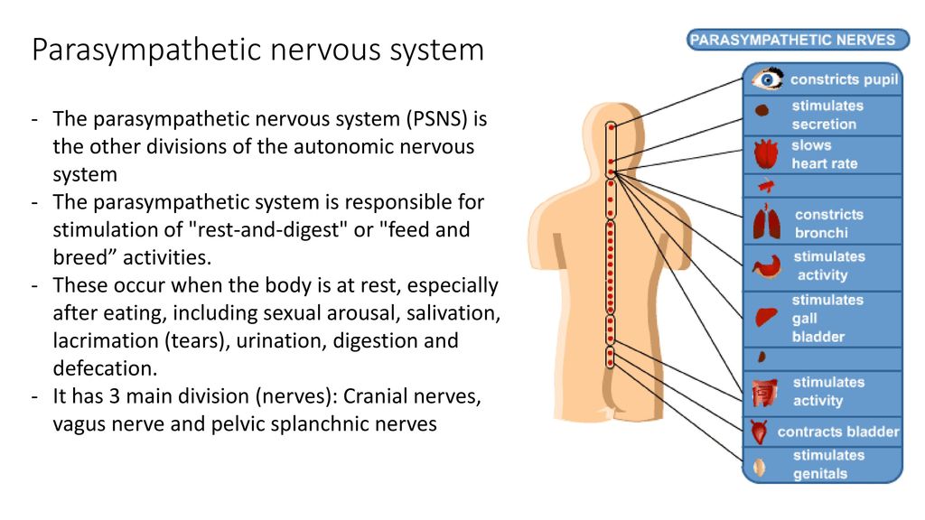 The Autonomic Nervous System - Ppt Download