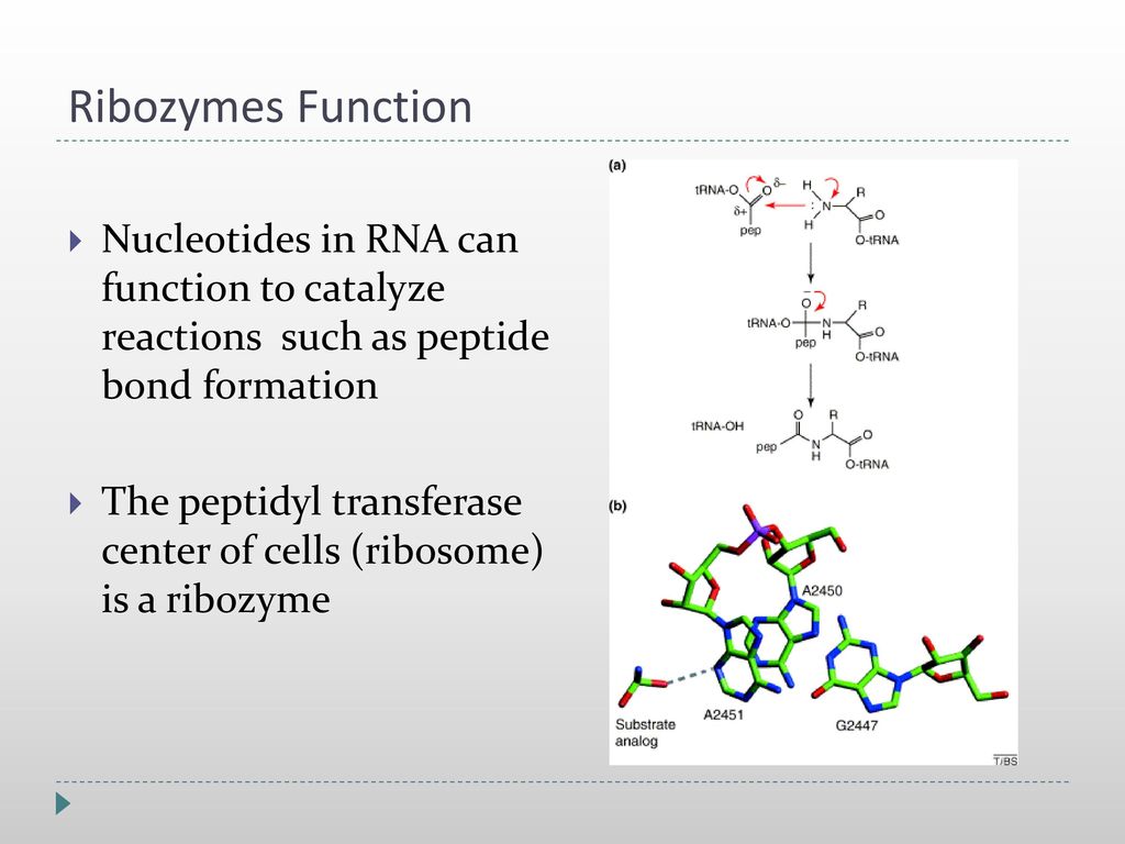 ribozyme function