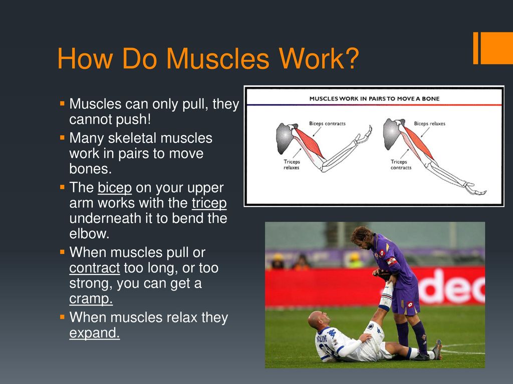 The Muscular System The Human Body Lesson Ppt Download how-to-fix-biceps-muscle-pain-in-30-seconds-youtube