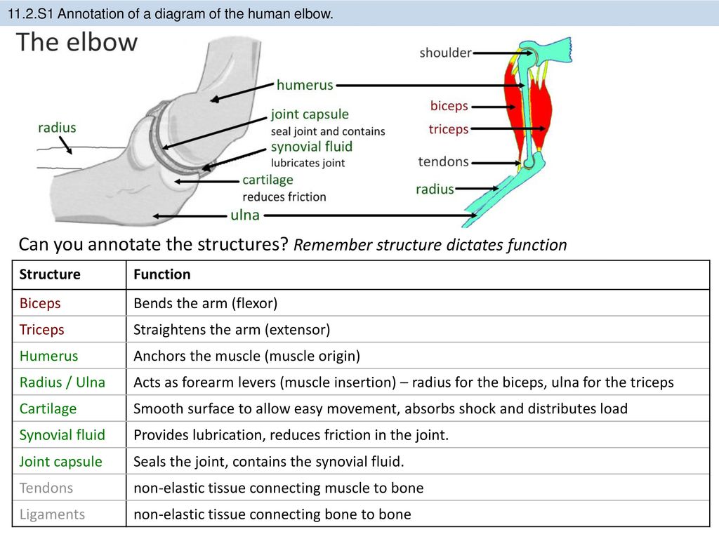 11.2 Movement Essential idea: The roles of the musculoskeletal system ... Biology Diagrams