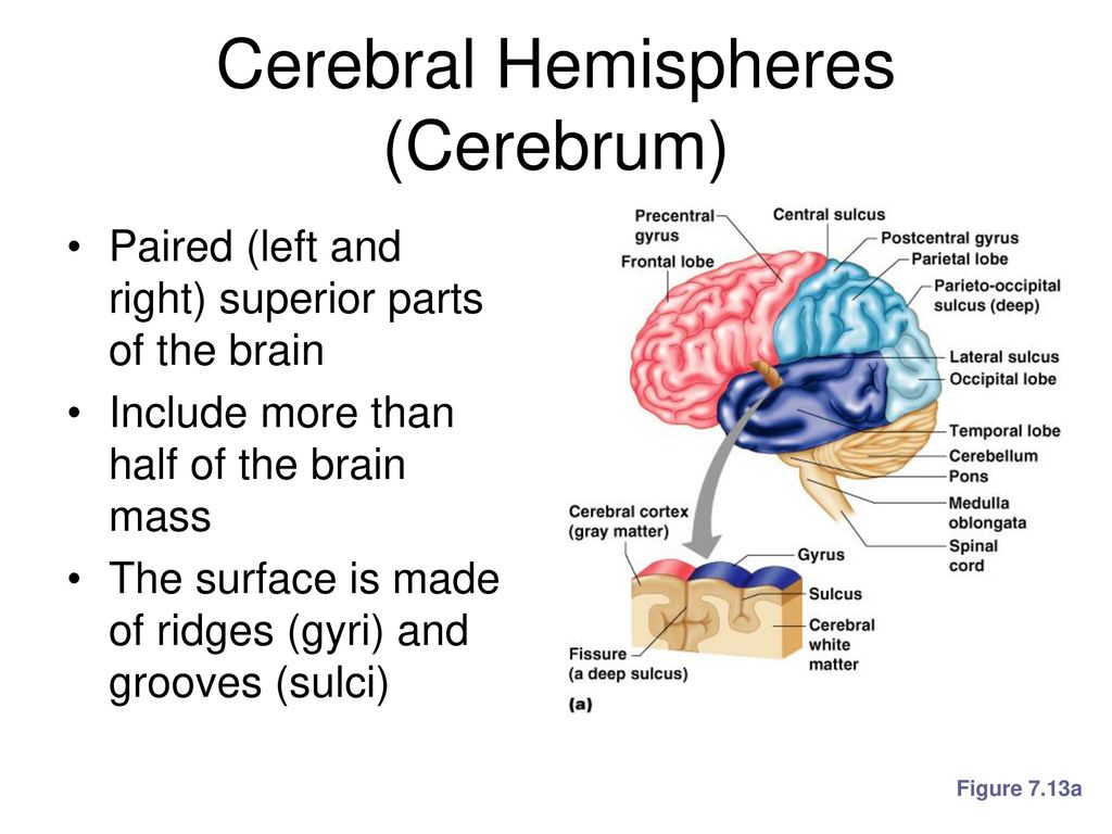 Intro to Neurons and the CNS - ppt download