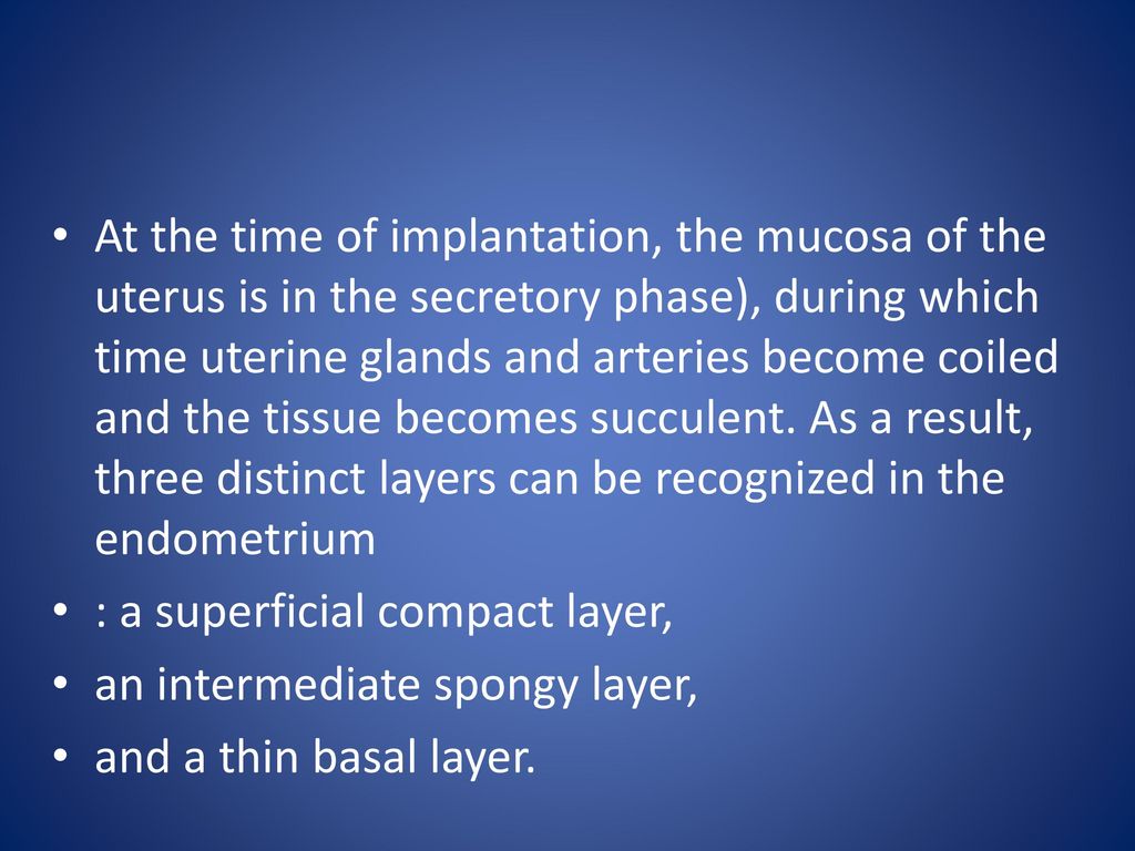 At the time of implantation, the mucosa of the uterus is in the secretory phase), during which time uterine glands and arteries become coiled and the tissue becomes succulent. As a result, three distinct layers can be recognized in the endometrium