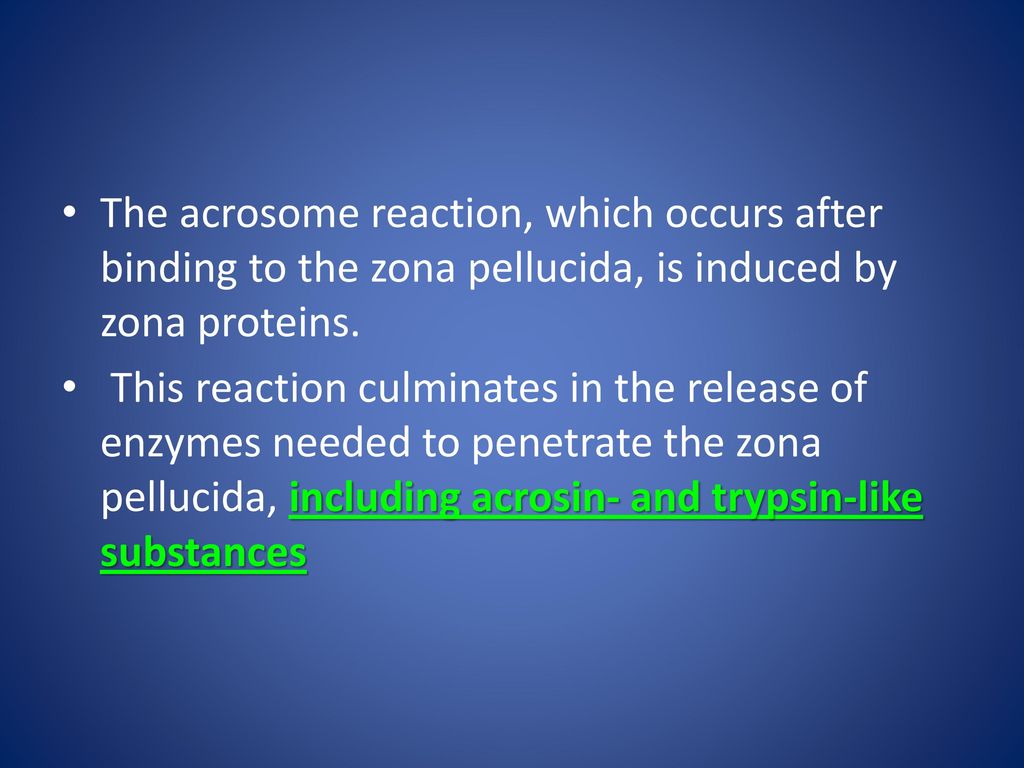 The acrosome reaction, which occurs after binding to the zona pellucida, is induced by zona proteins.
