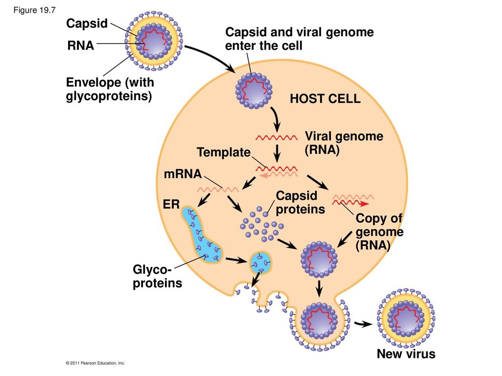 Chapter 19 Viruses. - ppt download