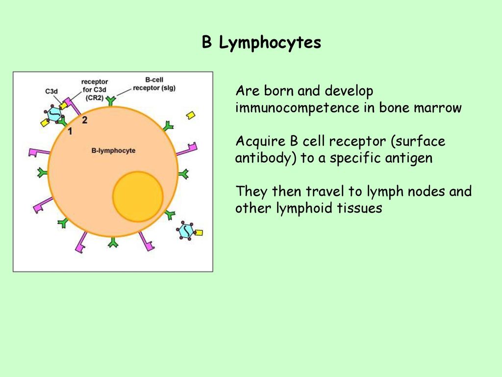 where do b cells develop immunocompetence