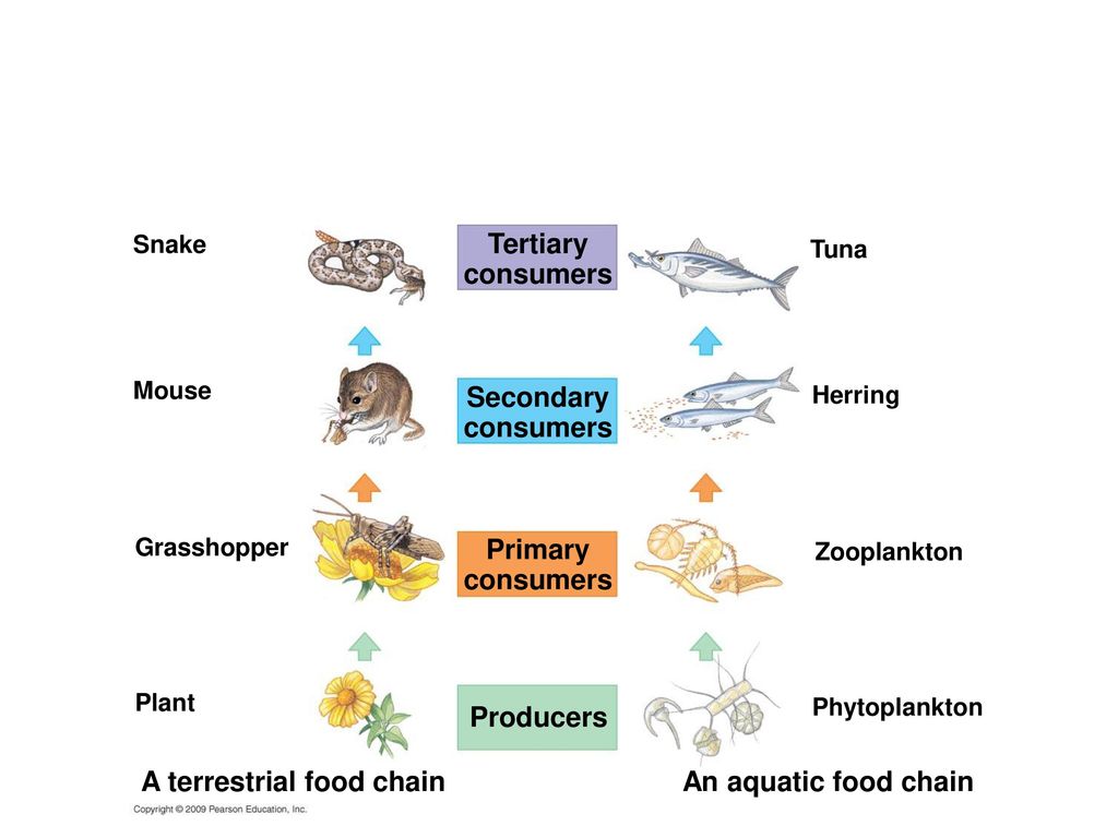 Communities and Ecosystems Biology Diagrams