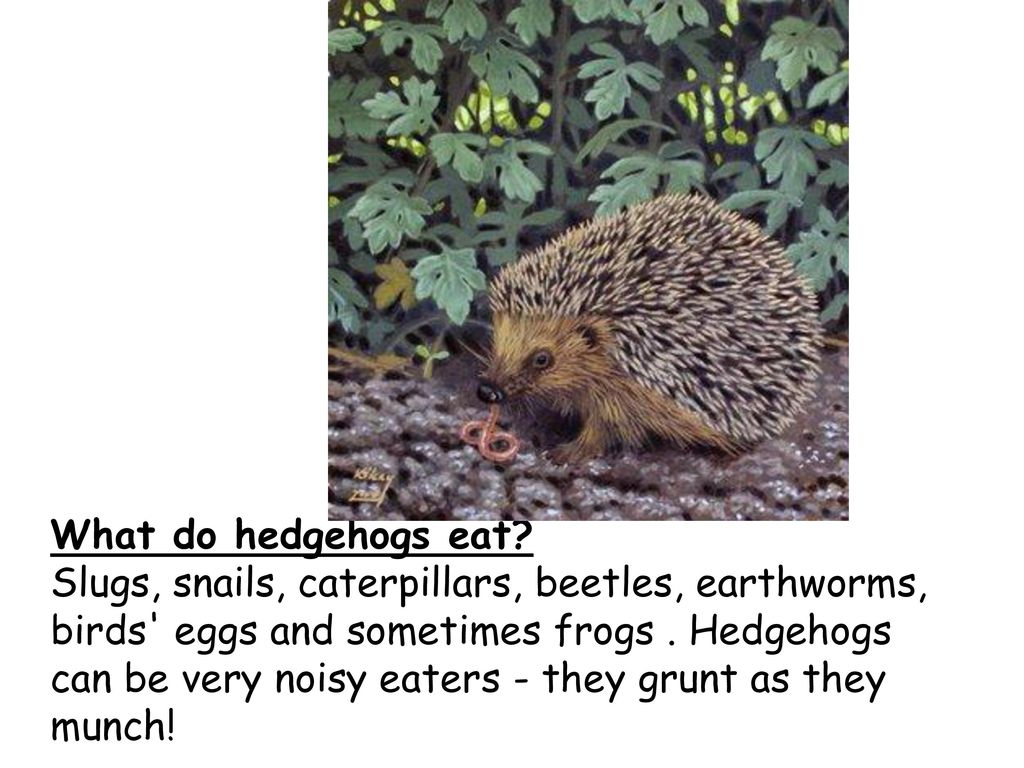 Nocturnal Animals Nocturnal animals are animals that prefer to come out