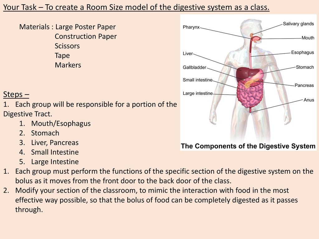 चित्र:Digestive system diagram en.svg - विकिपीडिया