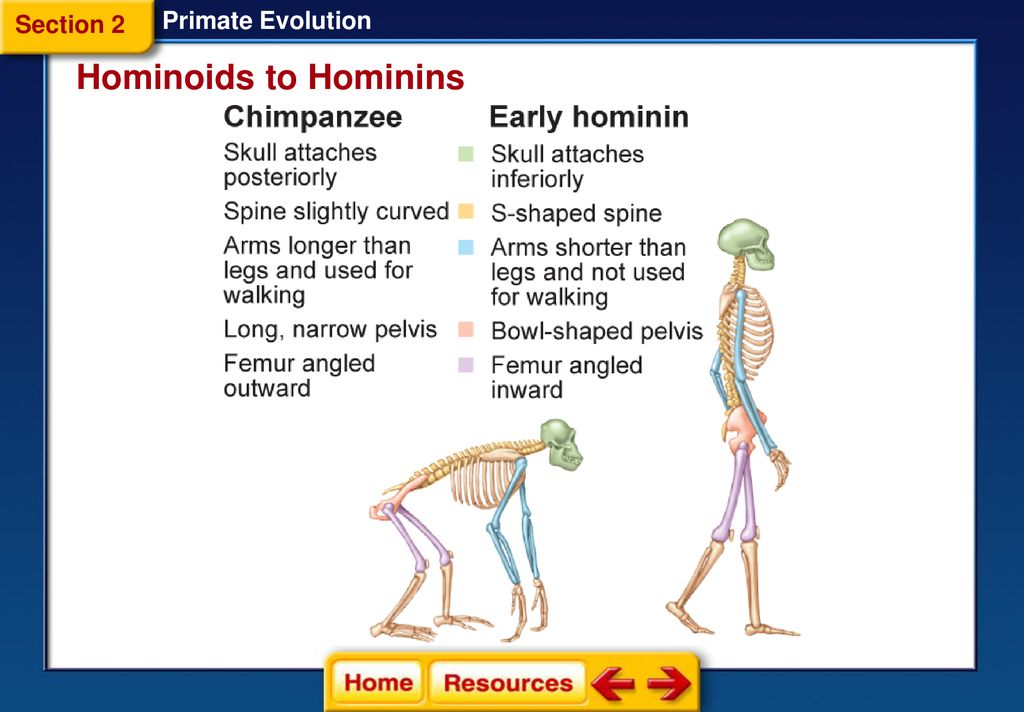 Primate Evolution Section 1: Primates Section 2: Hominoids to Hominins ...