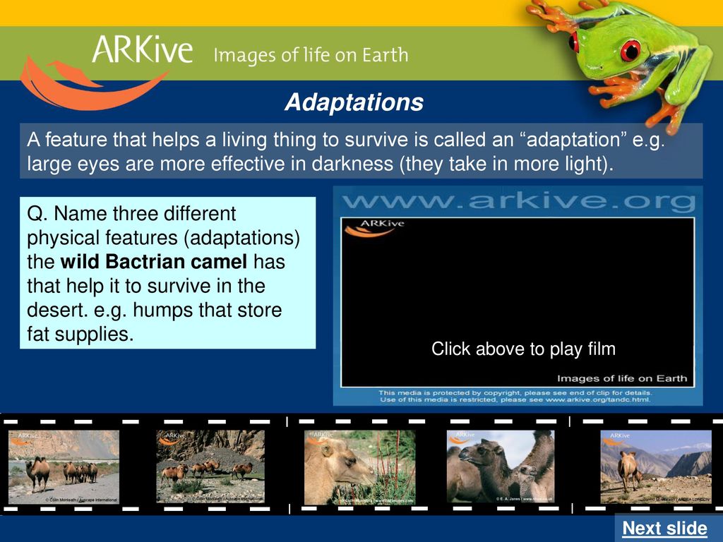 Adaptations For the best results watch this in slide show (press F5