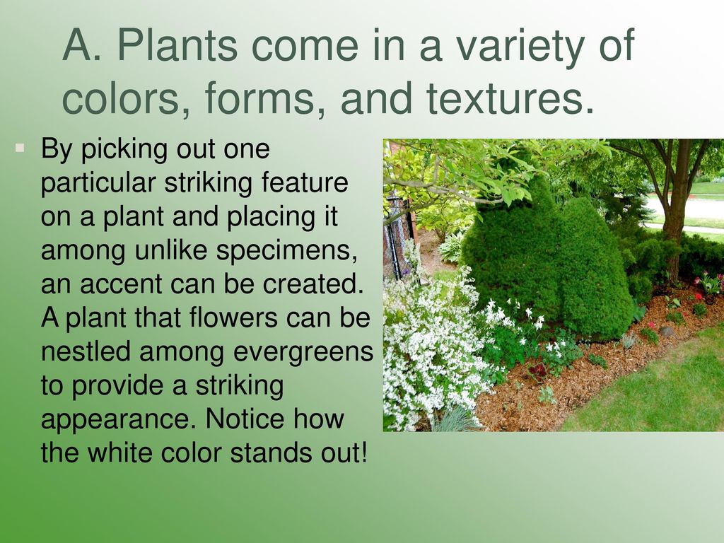 A. Plants come in a variety of colors, forms, and textures.