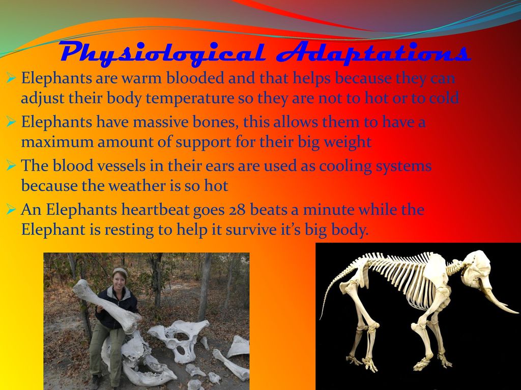 Introduction Name Elephant It is an Endangered species. - ppt download
