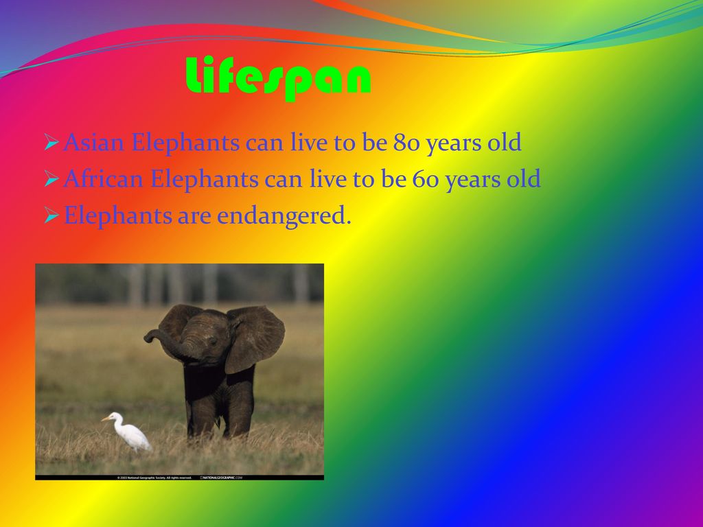 Introduction Name Elephant It is an Endangered species. - ppt download