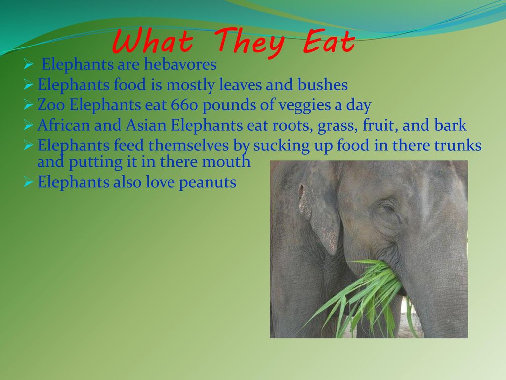 Introduction Name Elephant It is an Endangered species. - ppt download