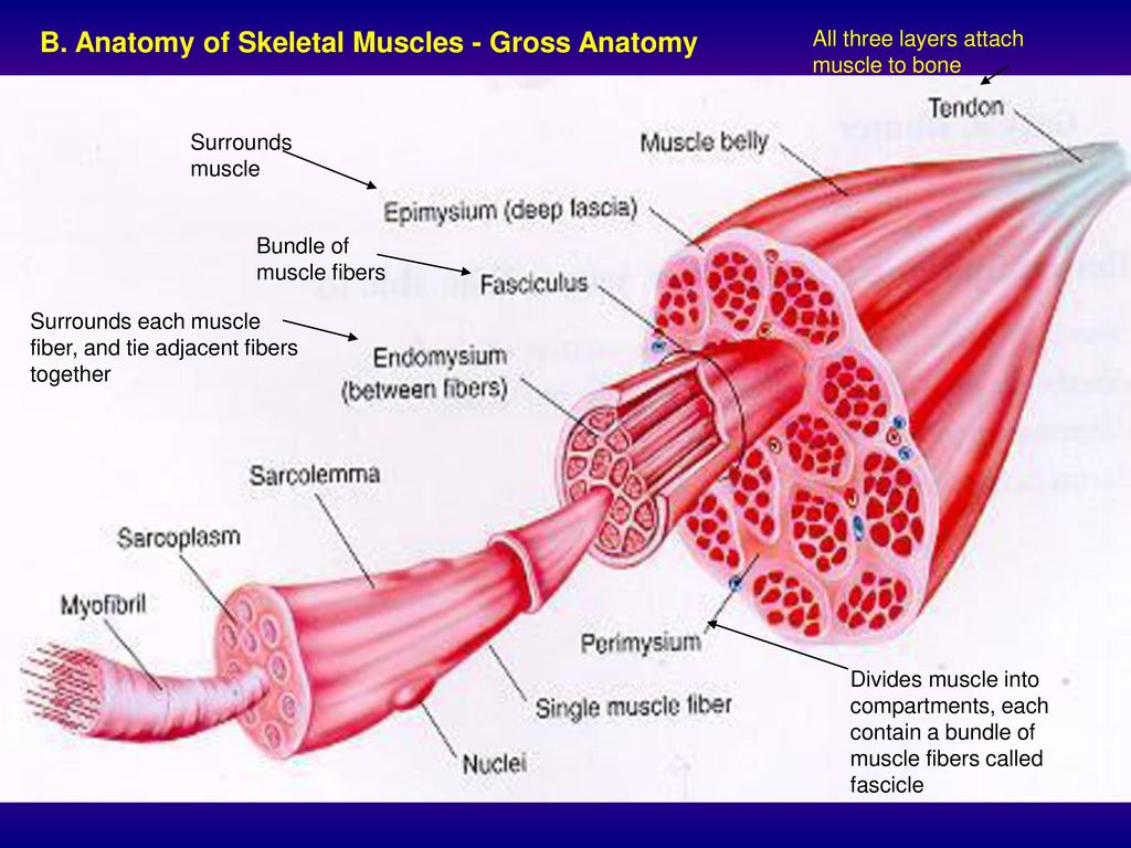 B. Anatomy of Skeletal Muscles - Gross Anatomy.