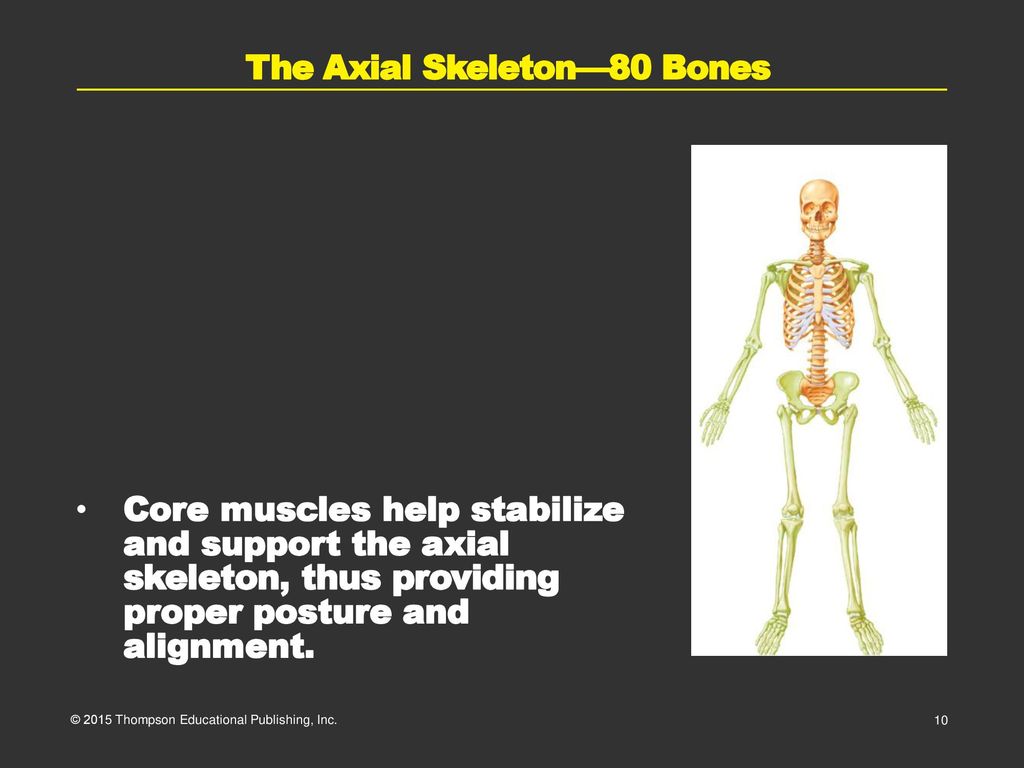 The Axial Skeleton—80 Bones