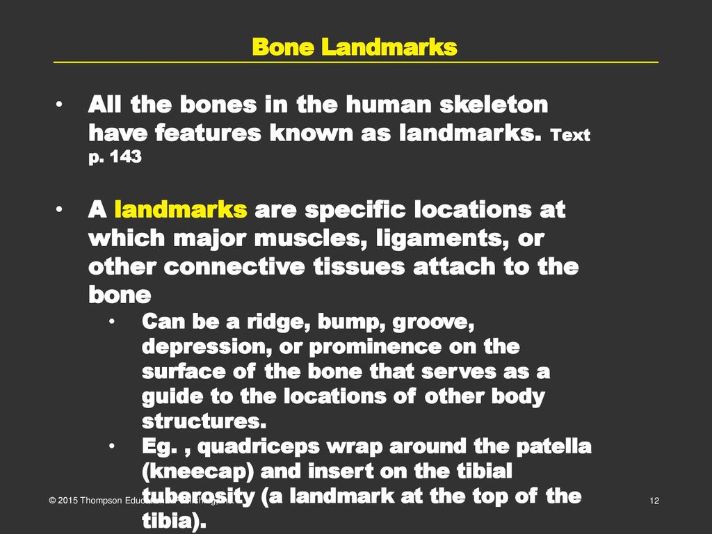 All the bones in the human skeleton have features known as landmarks.