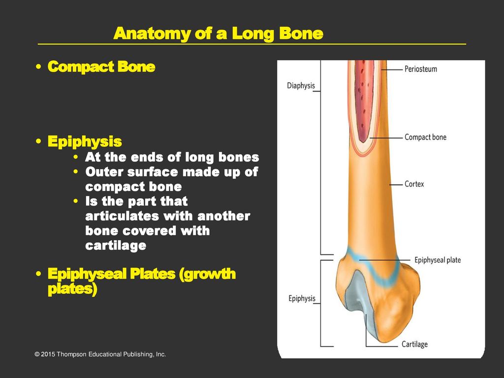 Anatomy of a Long Bone Compact Bone Epiphysis