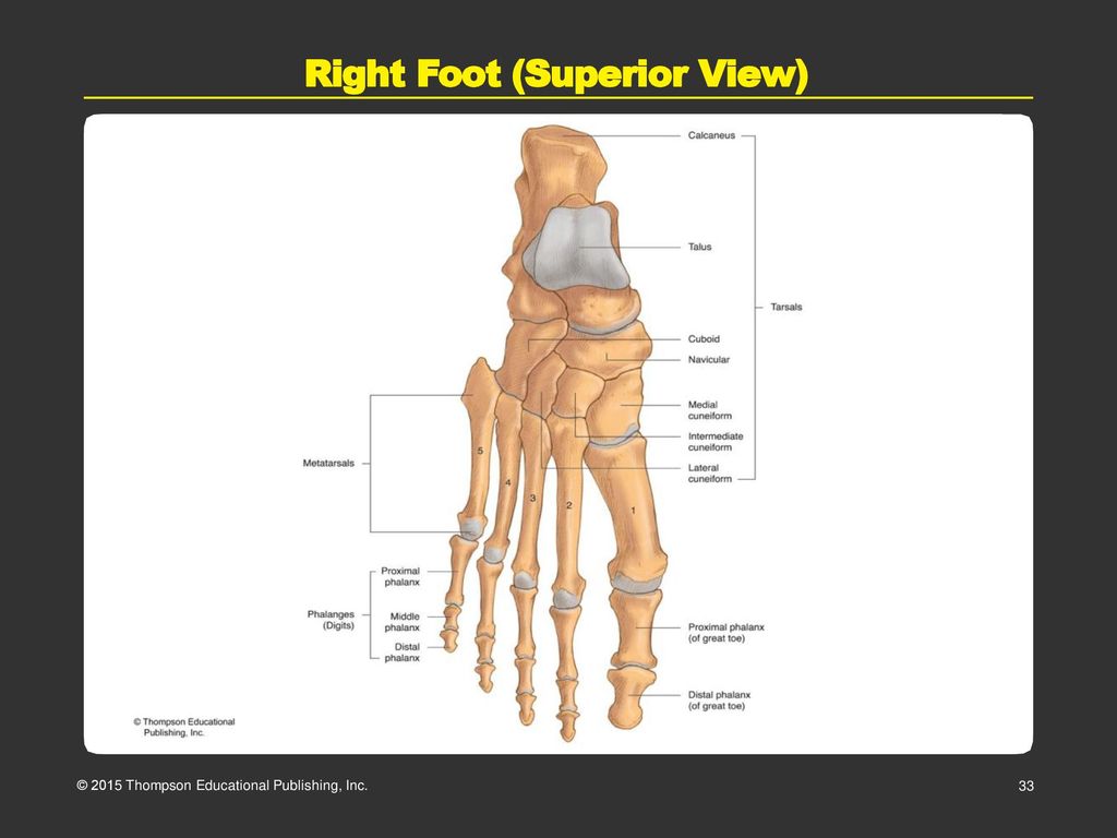 Right Foot (Superior View)