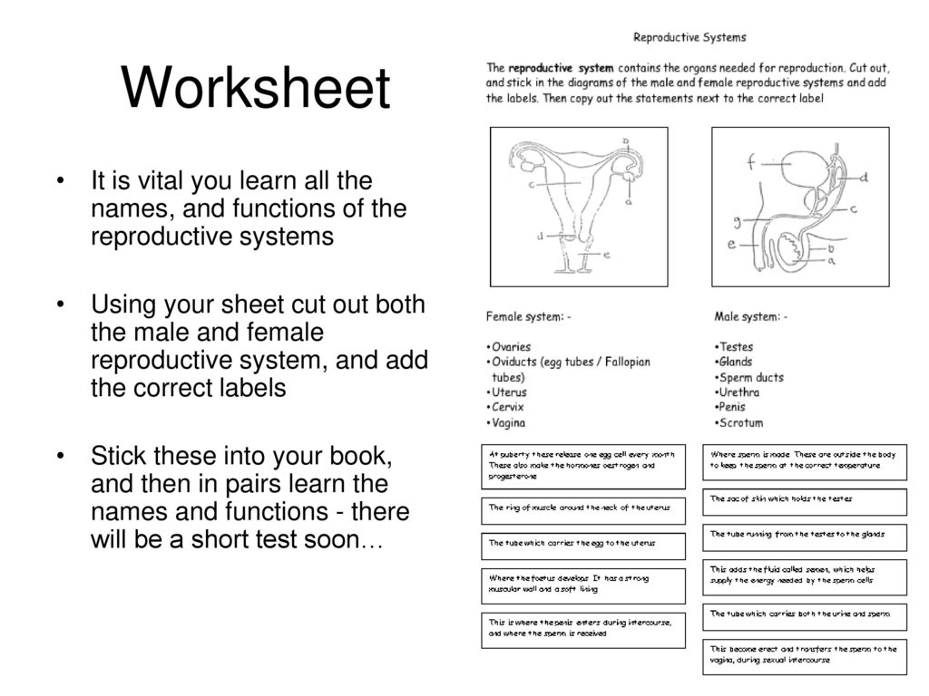 Reproductive Systems L/O - To be able to label the male and female Intended For The Female Reproductive System Worksheet